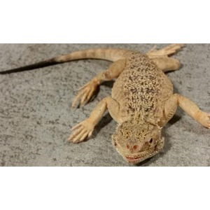 Beige gecko with speckled back on gray concrete, facing camera with splayed limbs.