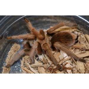 Brown tarantula with thick, hairy legs in a clear container on wood shavings.