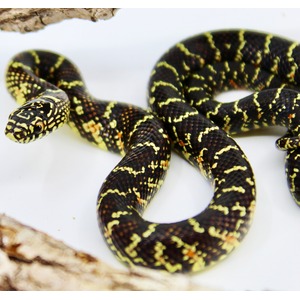 Coiled black snake with yellow bands on a white surface.
