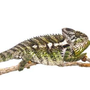 Green and brown chameleon resting on a branch, with textured scales and spiky crest.