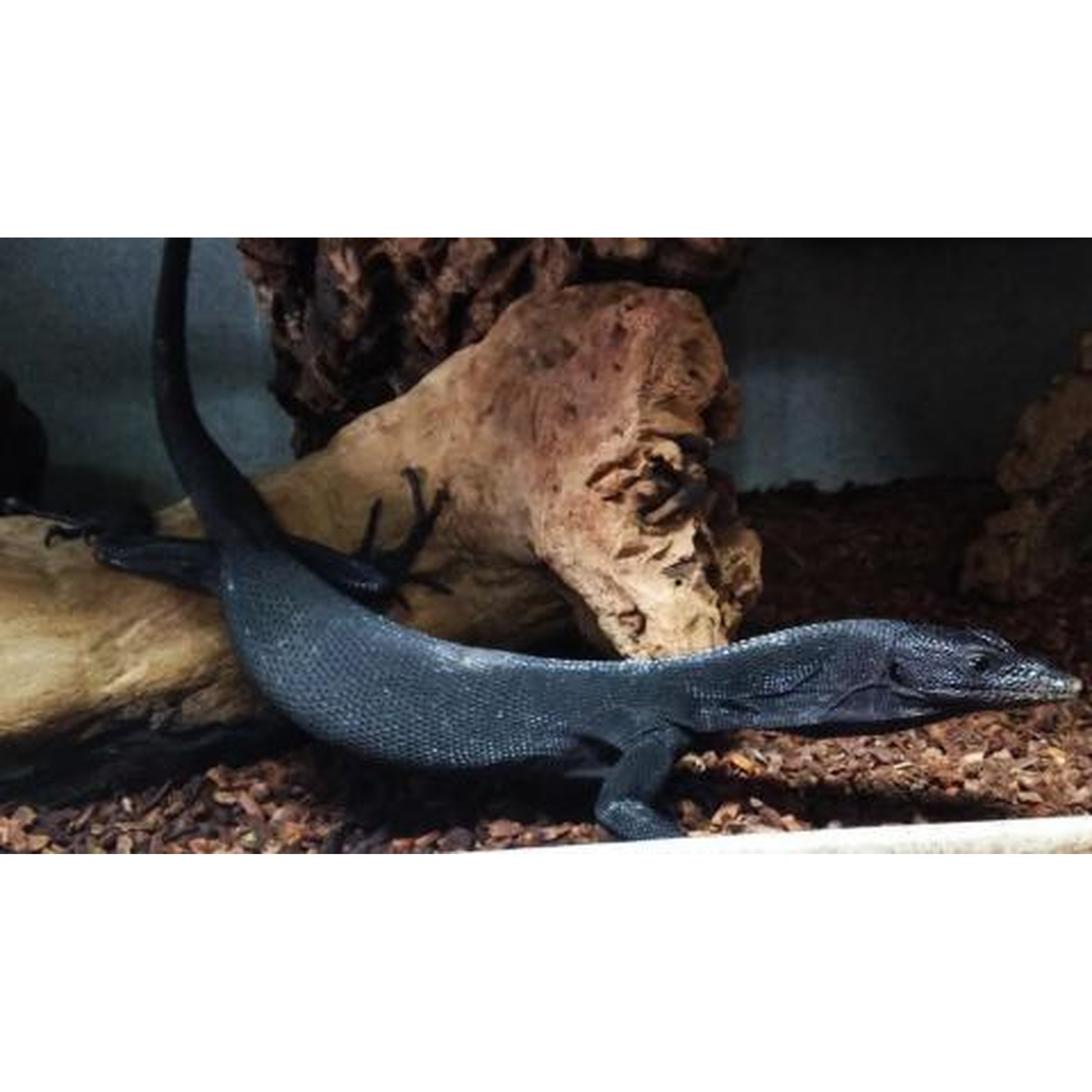 Dark blue monitor lizard lying on a pebbled terrarium floor near a rock and driftwood.
