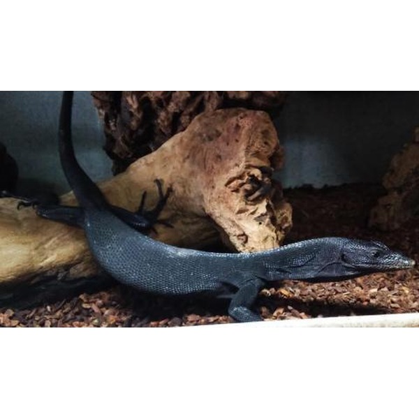Dark blue monitor lizard lying on a pebbled terrarium floor near a rock and driftwood.