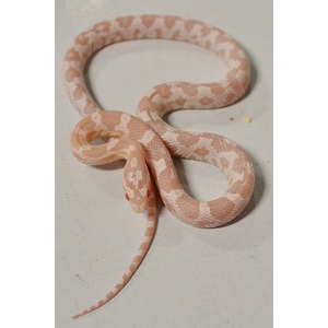 A pale pink snake with white crossbands coiled on a light surface.