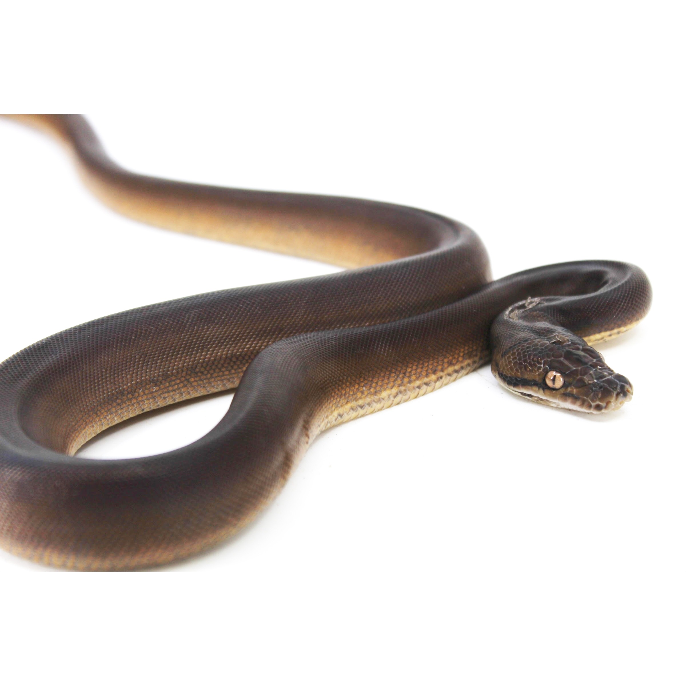 Brown and tan snake coiled on a white background, close-up of head with textured scales.