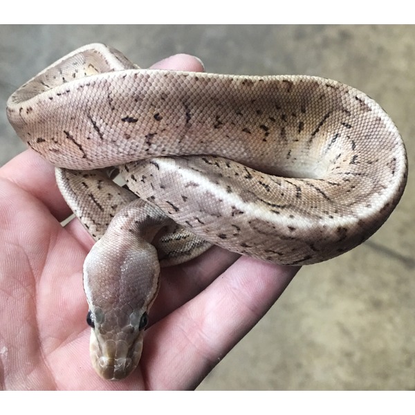 Beige patterned snake held in a hand, head forward with dark speckled markings along its body.