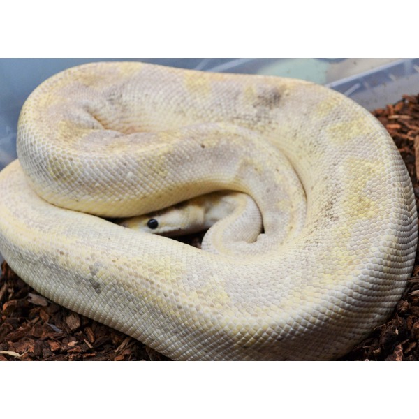 Coiled pale yellow ball python resting on brown mulch substrate.
