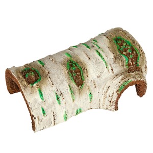 Curved birch log segment with green mold growth and hollow brown interior.