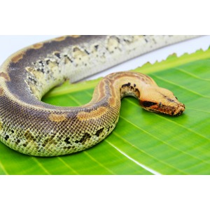 Snake with brown, yellow, and black scales curves along a bright green leaf, orange head with dark stripes.