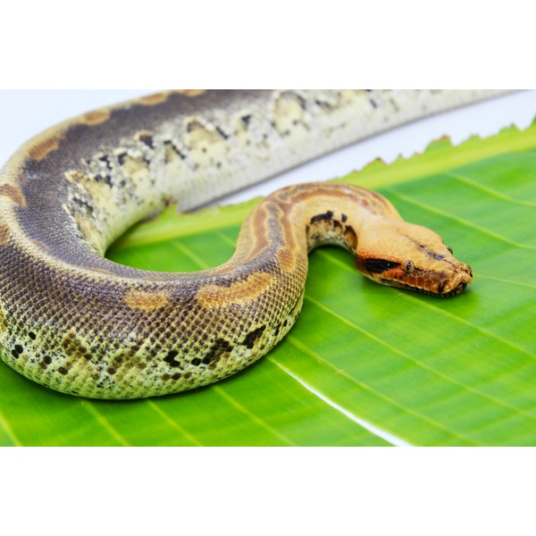 Snake with brown, yellow, and black scales curves along a bright green leaf, orange head with dark stripes.
