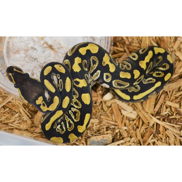 Coiled black and yellow ball python on wood shavings with a water dish.