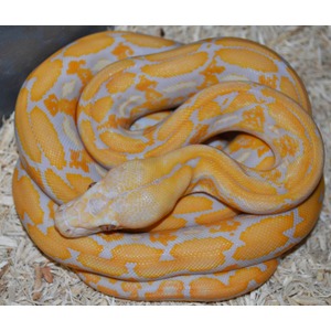 Coiled yellow-orange snake with white markings on a bed of wood shavings.