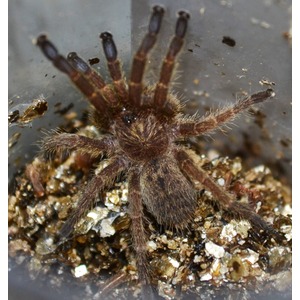 Brown, hairy tarantula with long legs on rocky, granular soil.