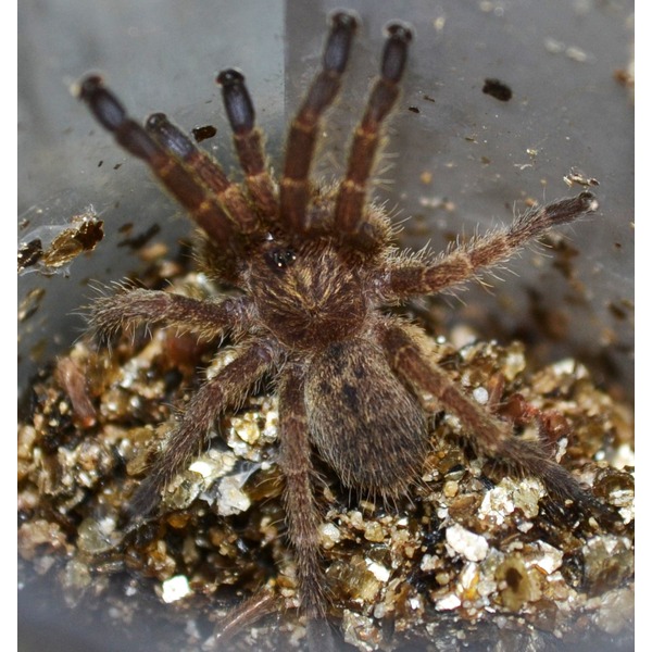 Brown, hairy tarantula with long legs on rocky, granular soil.