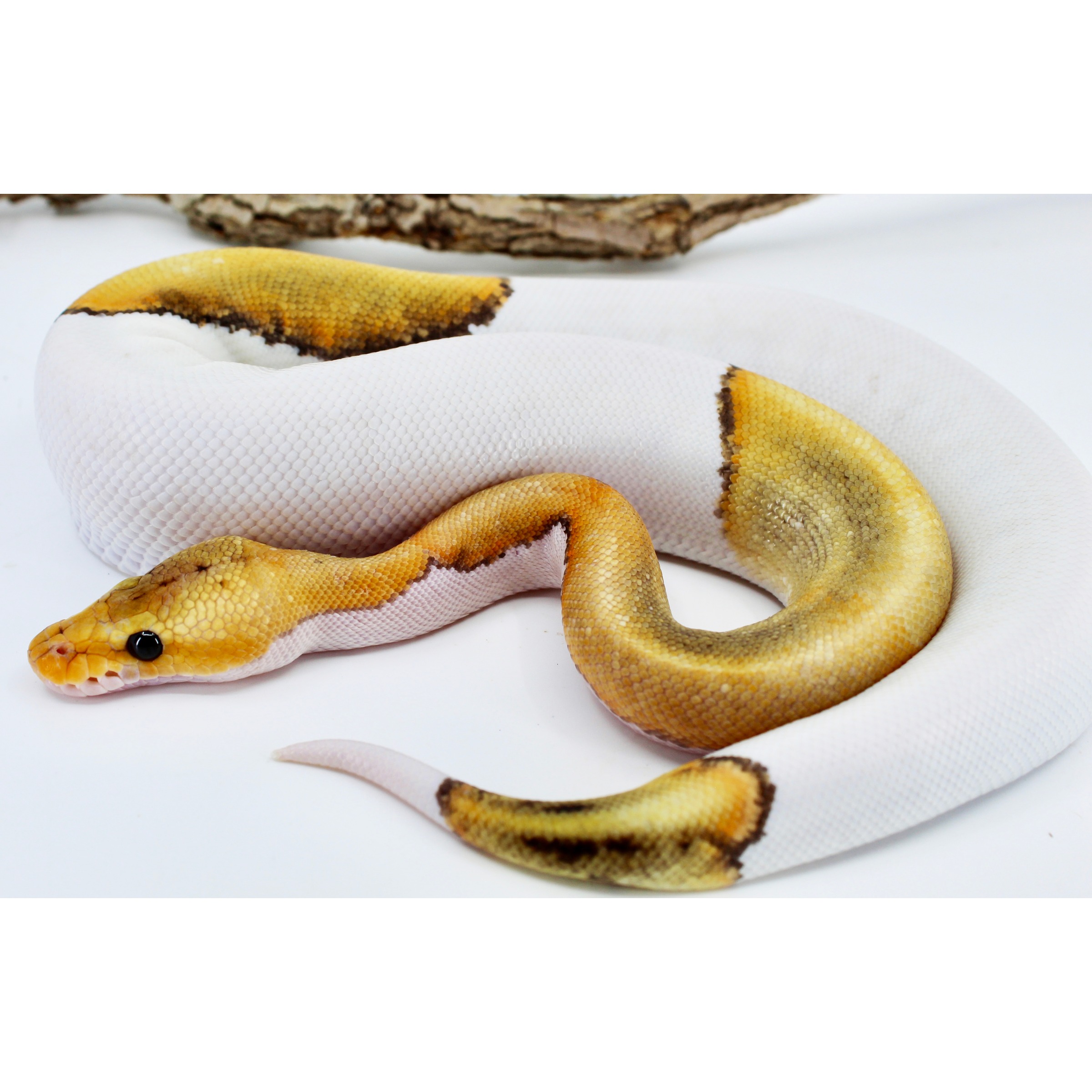 Yellow and white patterned snake coiled on a white background.