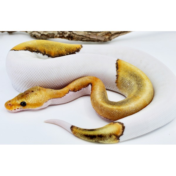 Yellow and white patterned snake coiled on a white background.