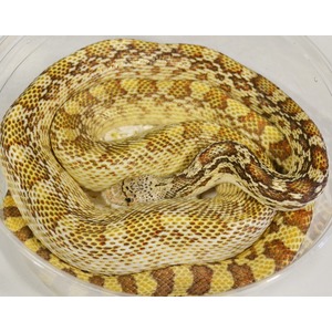 Coiled snake with yellow-brown patterned scales in a clear plastic container.