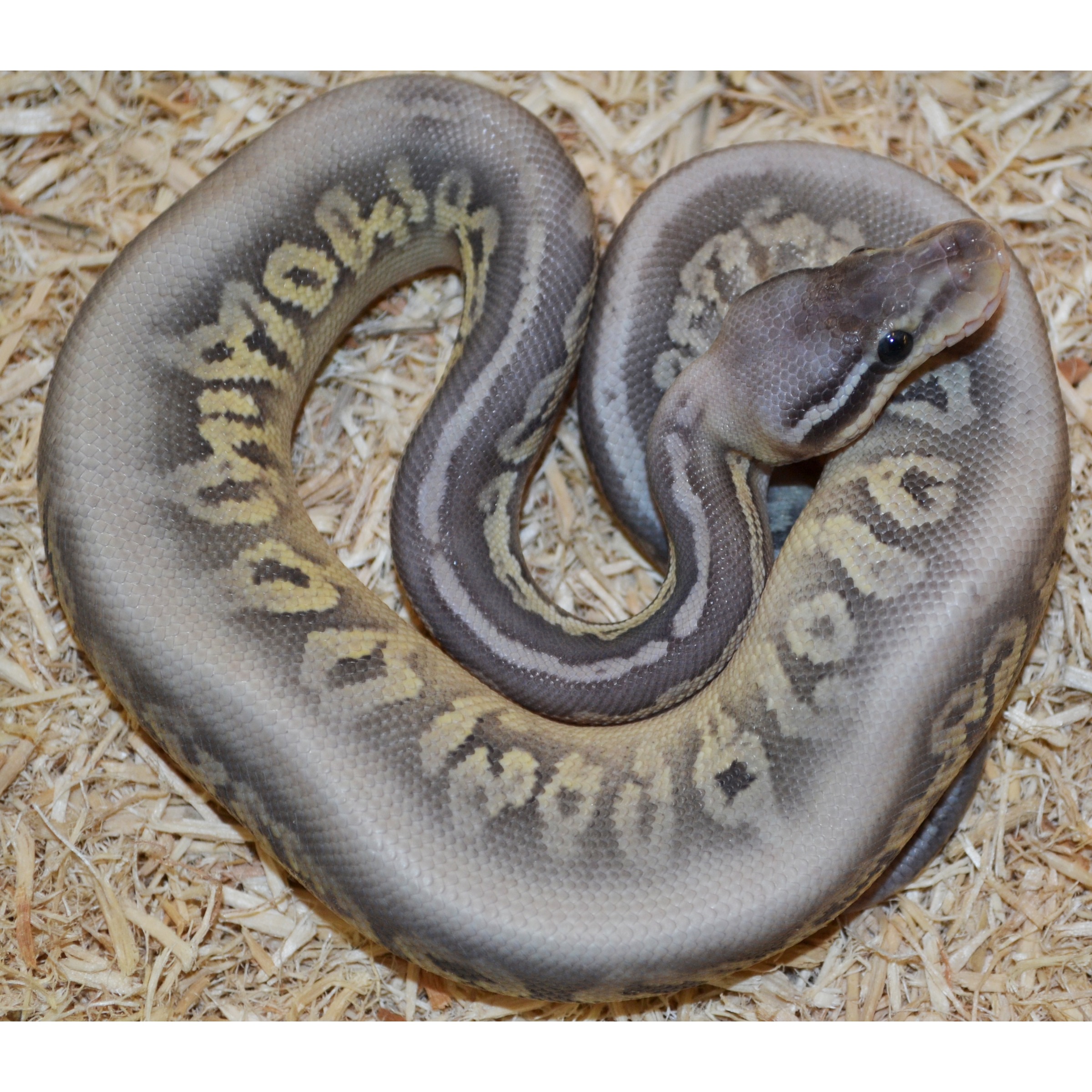 Baby Hypo Sterling Ball Pythons | LLLReptile