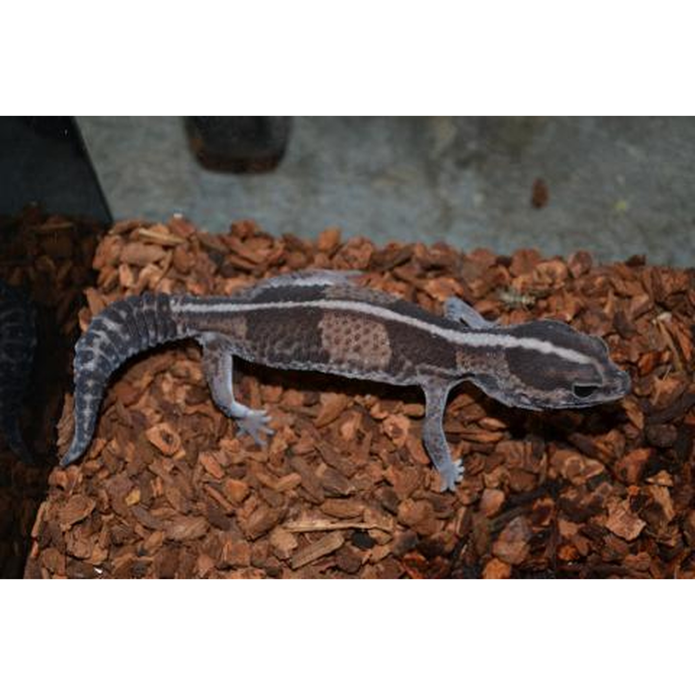 Gecko with pale bands along a dark body resting on brown wooden mulch.