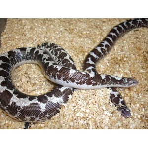 Black and white patterned snake coiled on wood shavings.