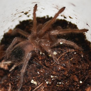 Brown hairy tarantula on dark soil inside a white pot.