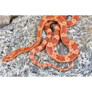 Bright orange-red patterned snake coiled on a rough gray rock surface.