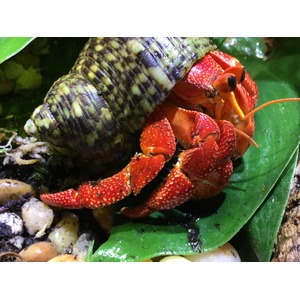 Bright red crayfish with orange antennae on a green leaf beside a patterned green-yellow shell