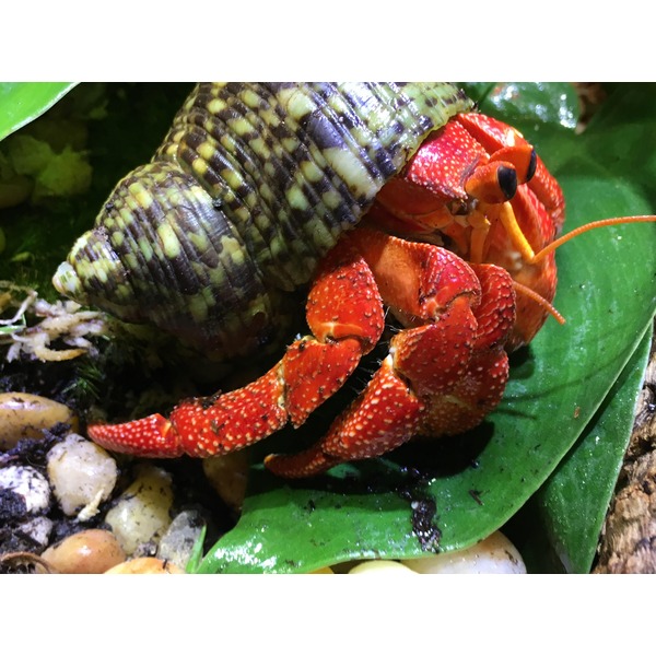 Bright red crayfish with orange antennae on a green leaf beside a patterned green-yellow shell