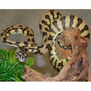Yellow and black patterned snake coiled around a wooden branch, near green plants.