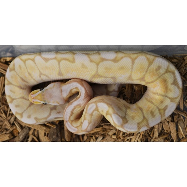 LLLReptile