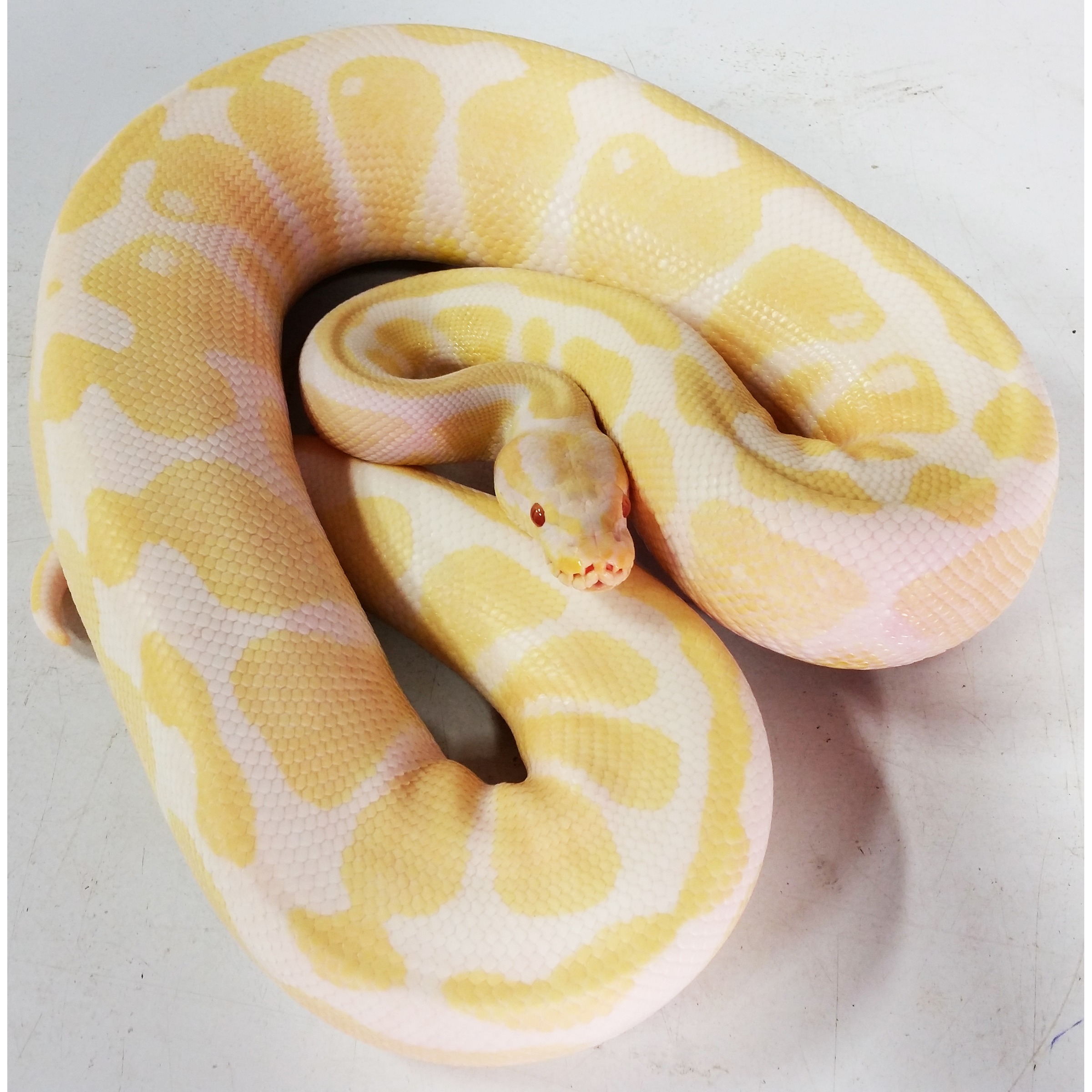 Albino ball python coiled with pale yellow and white pattern, red eyes.
