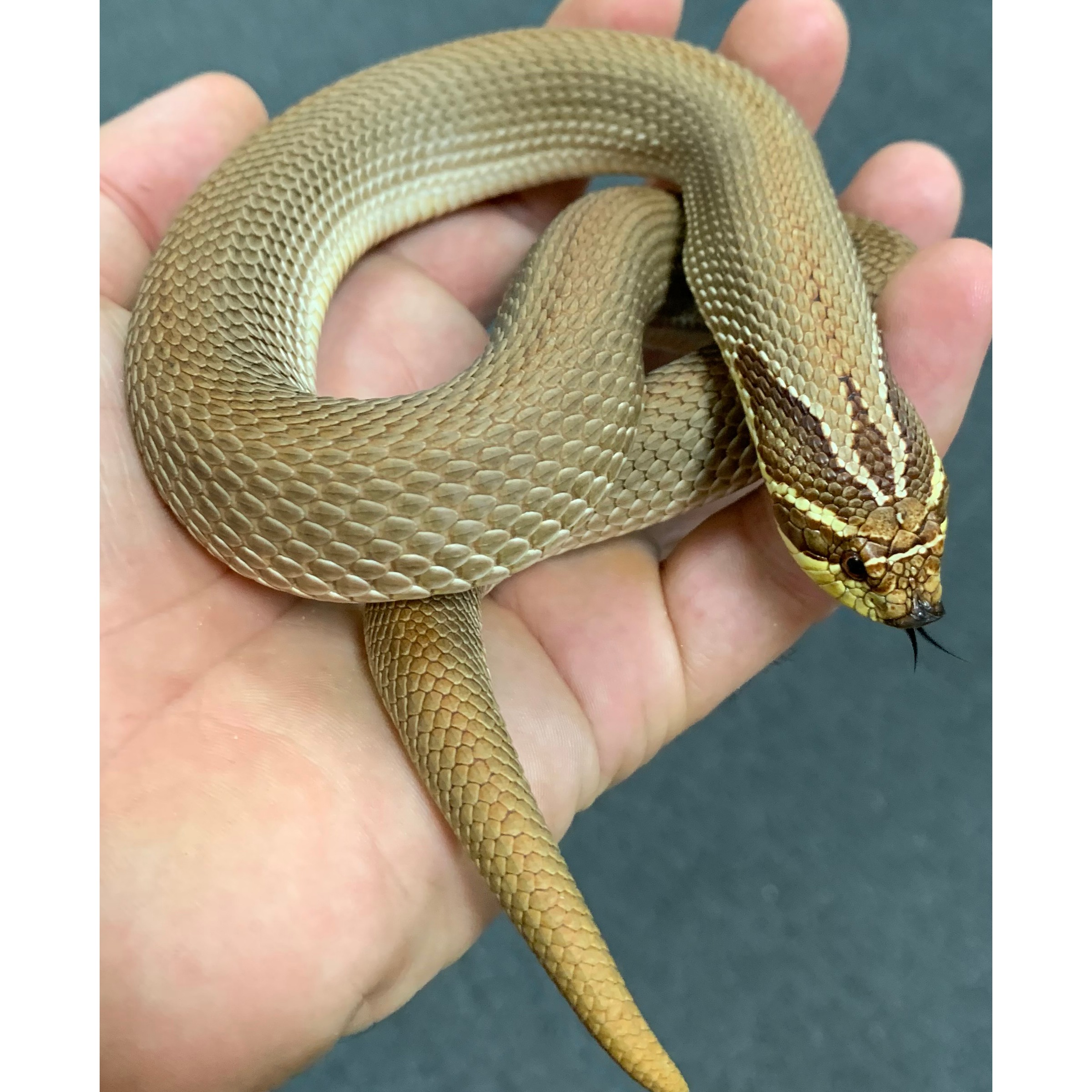 Adult Purple Line Super Anaconda Western Hognose Snakes For Sale