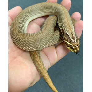 Adult Purple Line Super Anaconda Western Hognose Snakes | LLLReptile