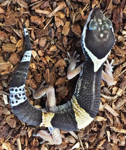 Gecko Indiana East Indian Leopard Geckos | LLLReptile