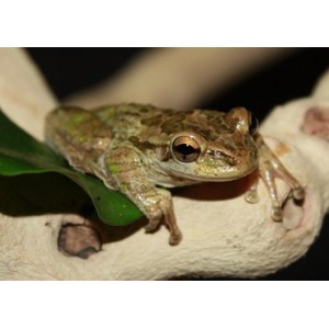 Close-up of a small mottled brown-green frog perched on a leaf over a light egg carton.