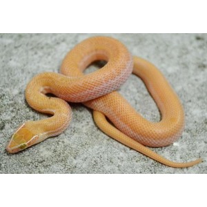 orange coiled snake with pale underside on a gray concrete surface