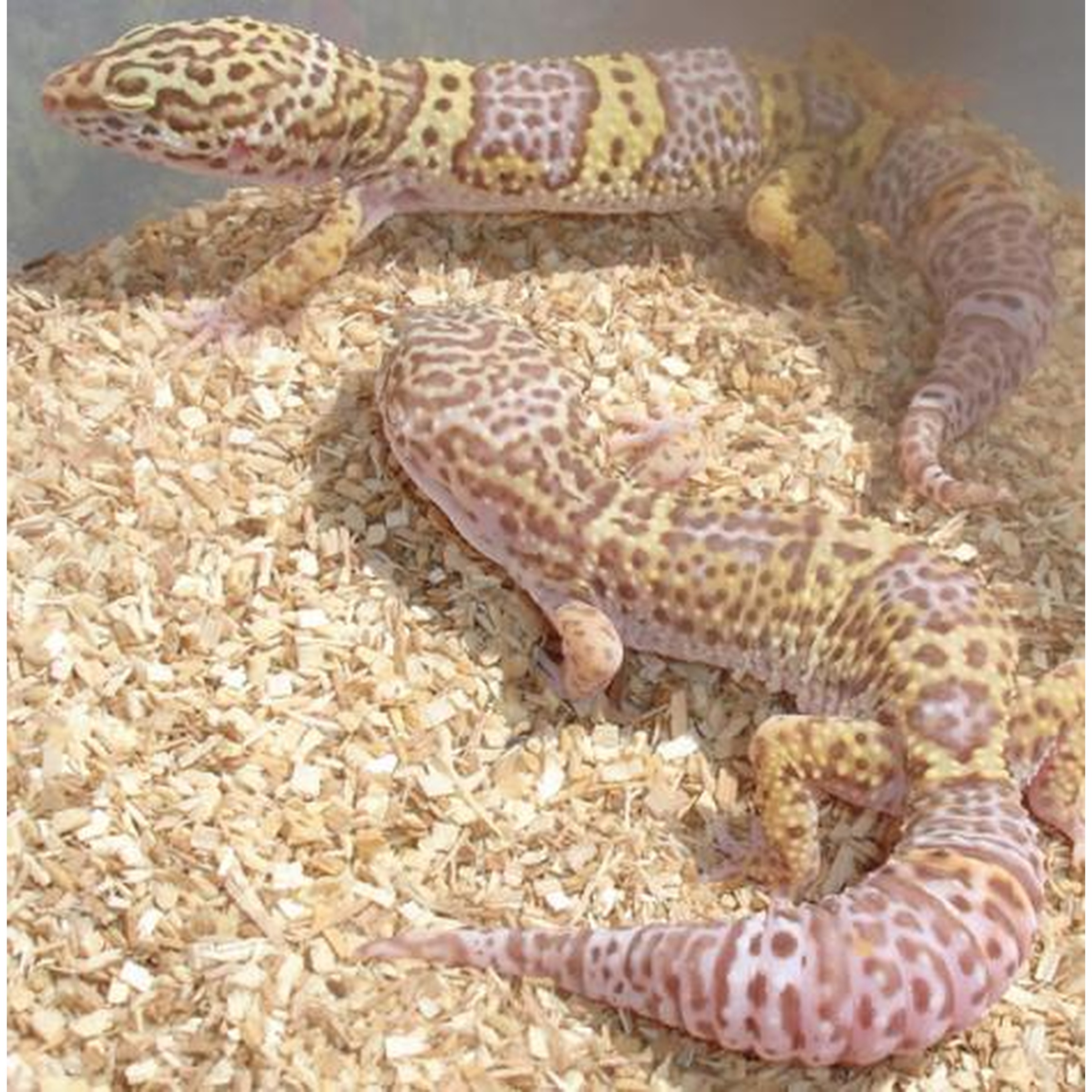 Three leopard geckos with yellow-brown patches resting on wood shavings.