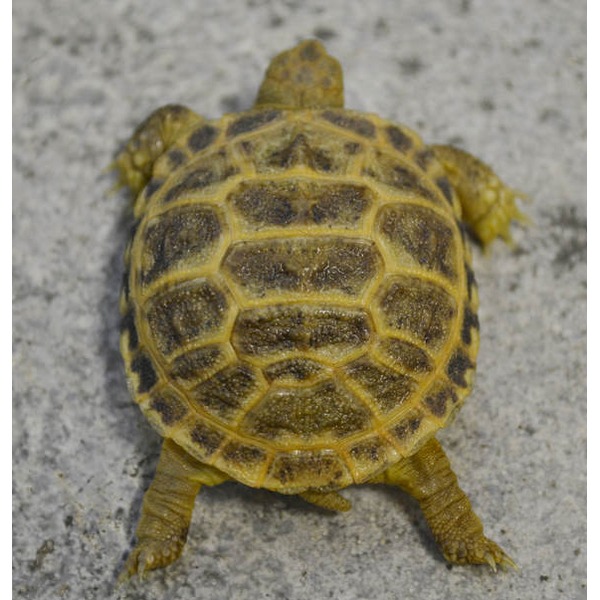 Top-down view of a small yellow-brown turtle with a patterned shell walking on a gray surface.