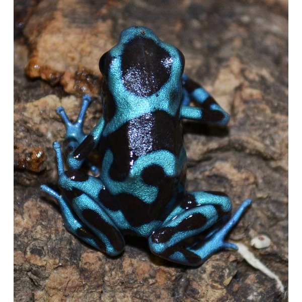 Bright blue and black patterned poison dart frog perched on a textured rock surface.