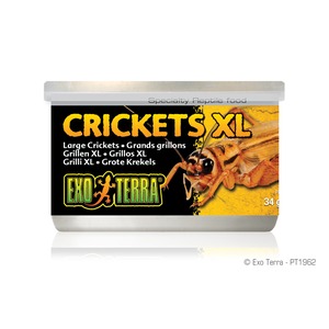 Exo Terra Crickets XL reptile food tub with large orange “CRICKETS XL” text and a cricket image.