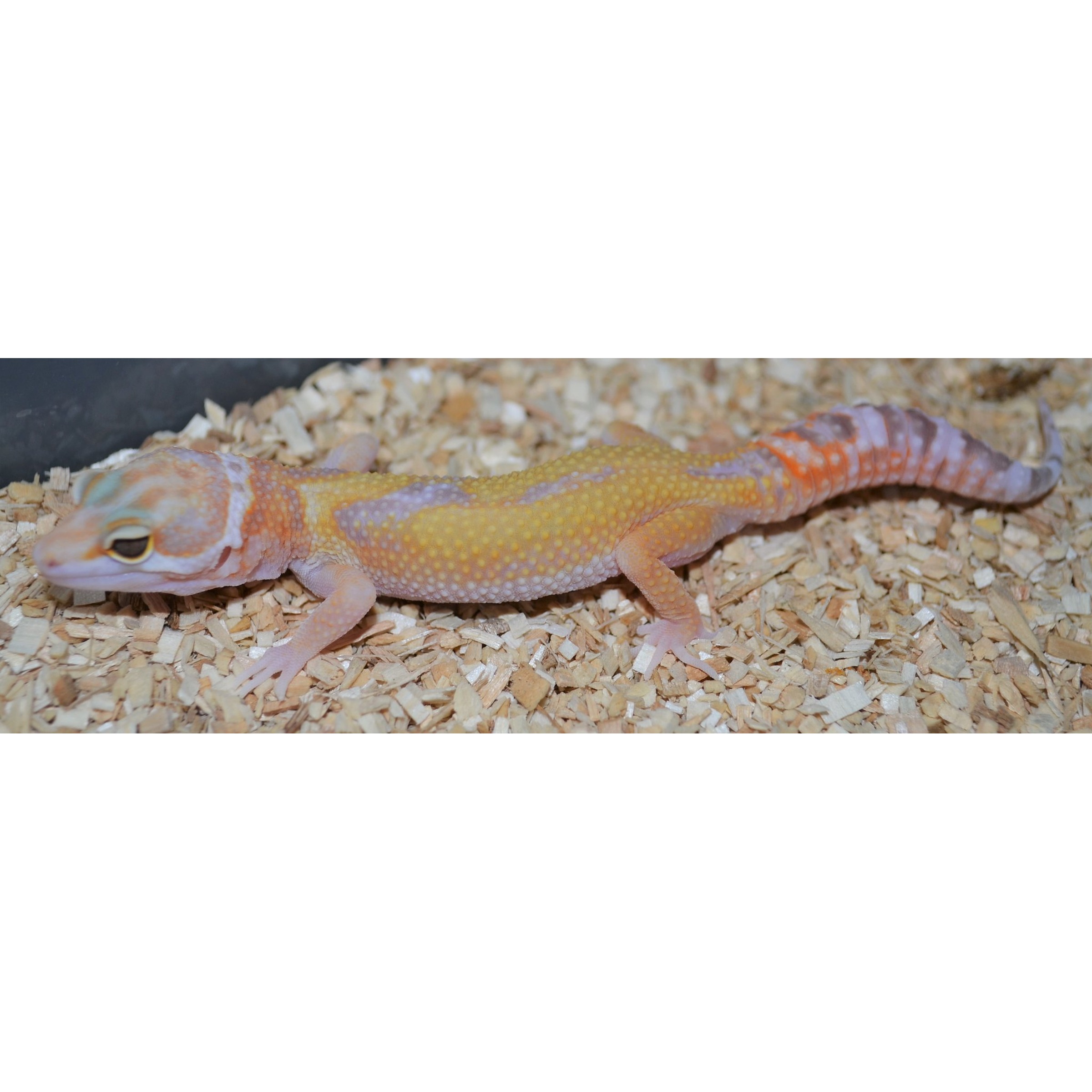 LLLReptile
