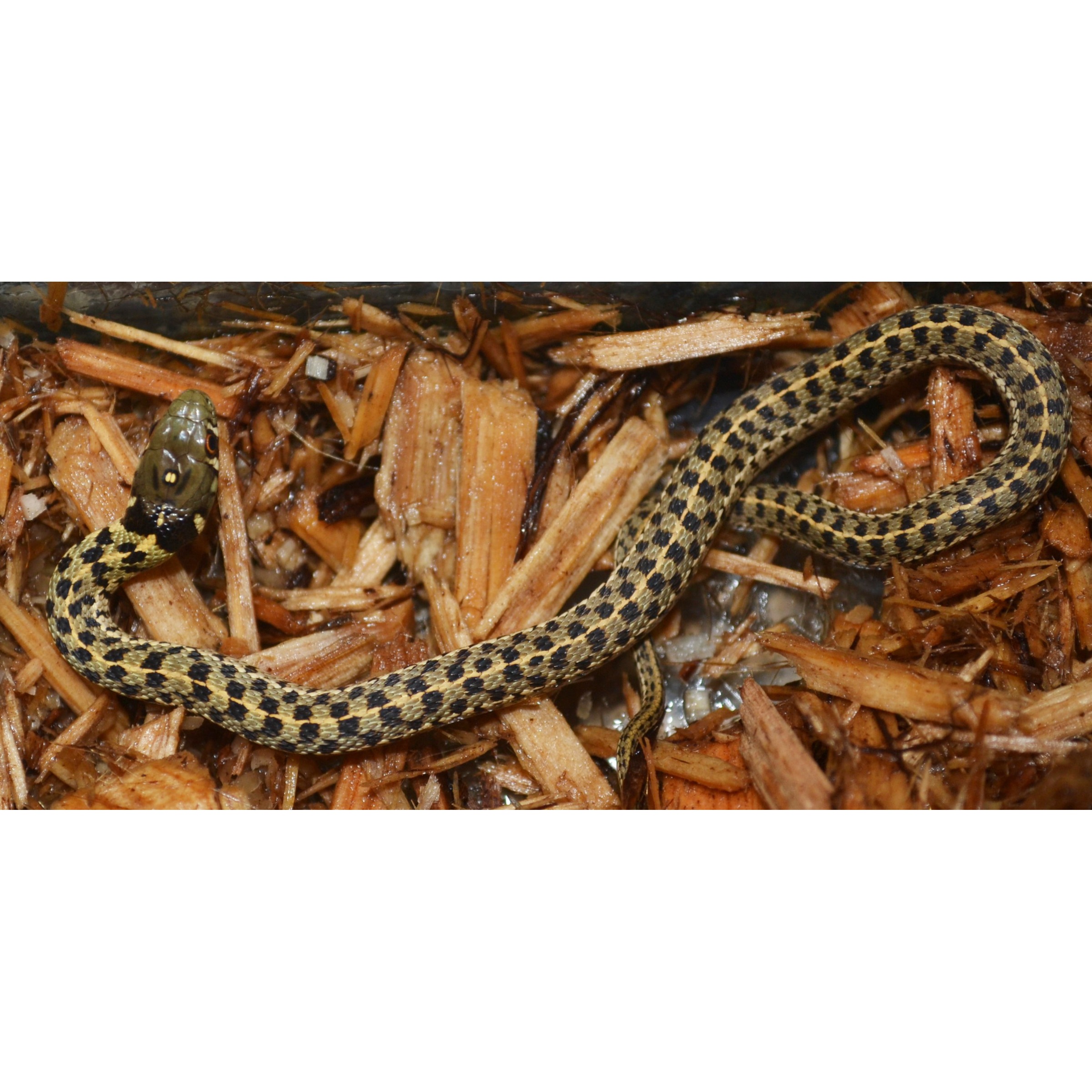 Coiled snake with yellow-and-black checkered pattern on brown wood chips.