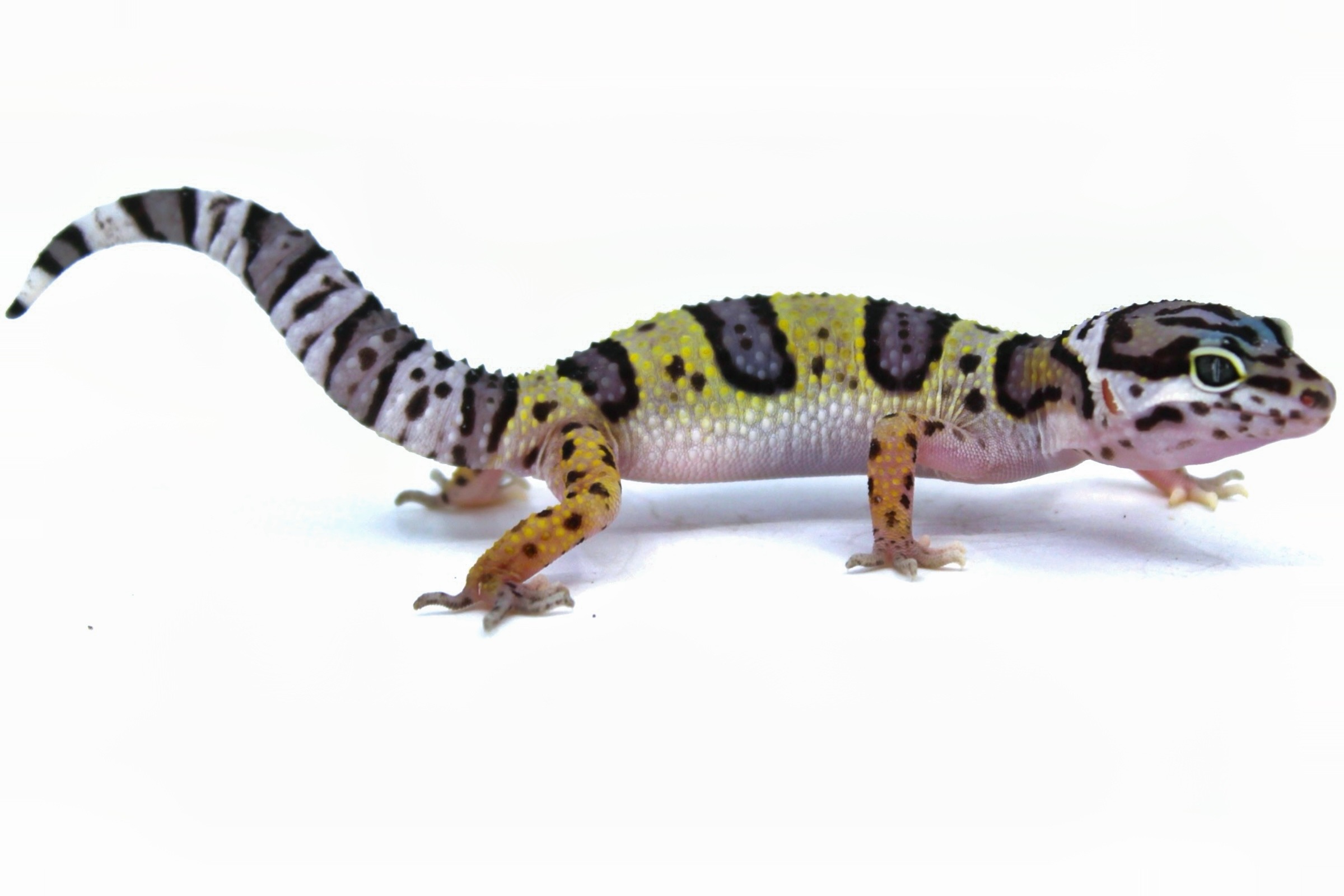 LLLReptile
