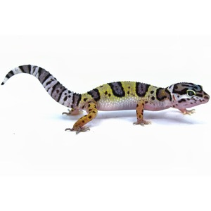 Leopard gecko with yellow, black and purple blotches, long striped tail, on a white background.