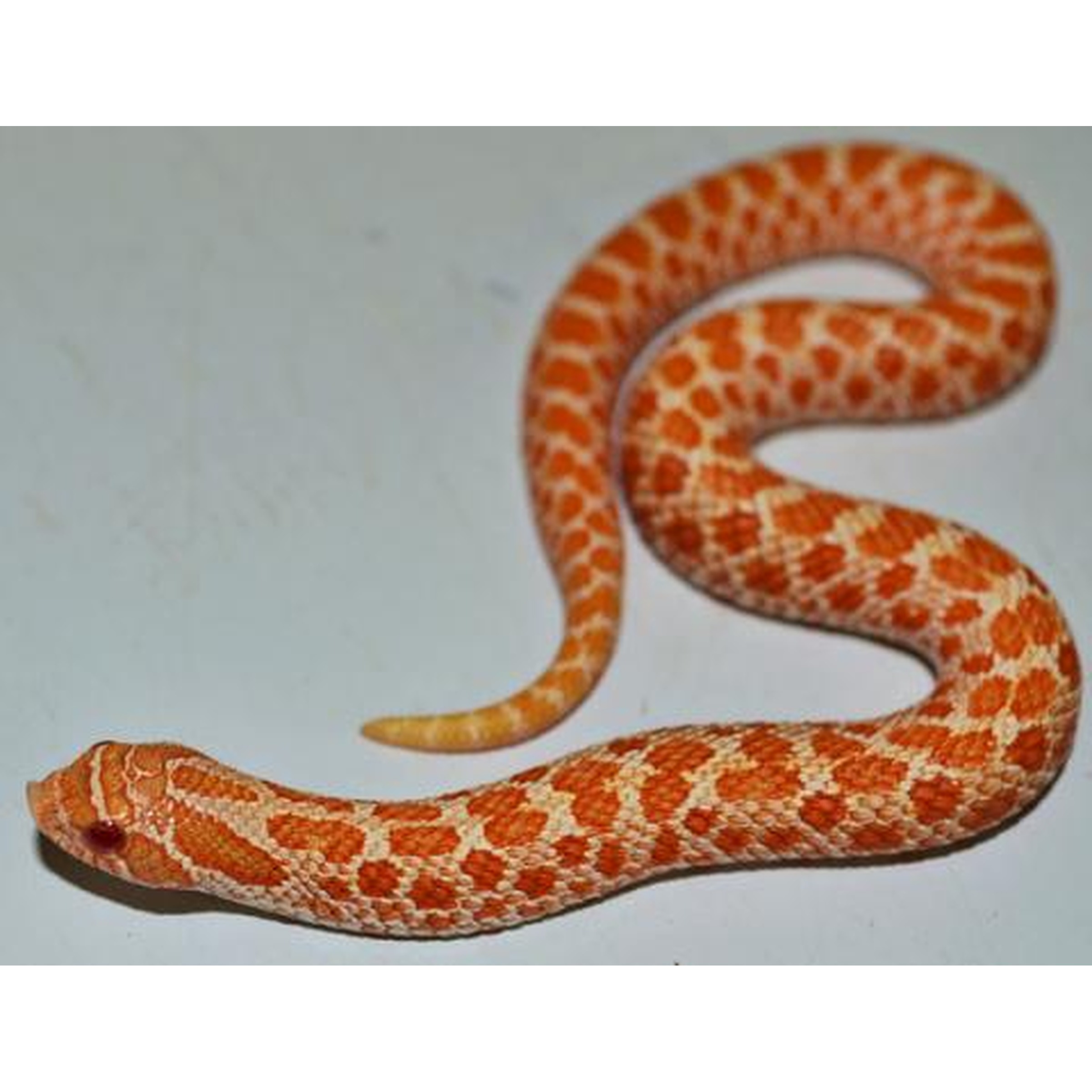 Orange and white patterned snake coiled on a pale surface.