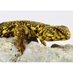 Yellow and black patterned lizard perched on gray rocks.