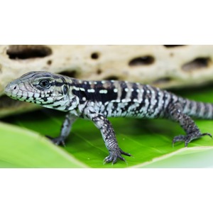 Close-up of a speckled monitor lizard walking on a bright green leaf.