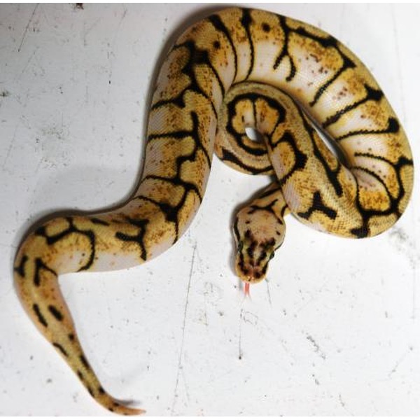Coiled yellow and brown patterned snake on a white surface, head near center with tongue flicking.