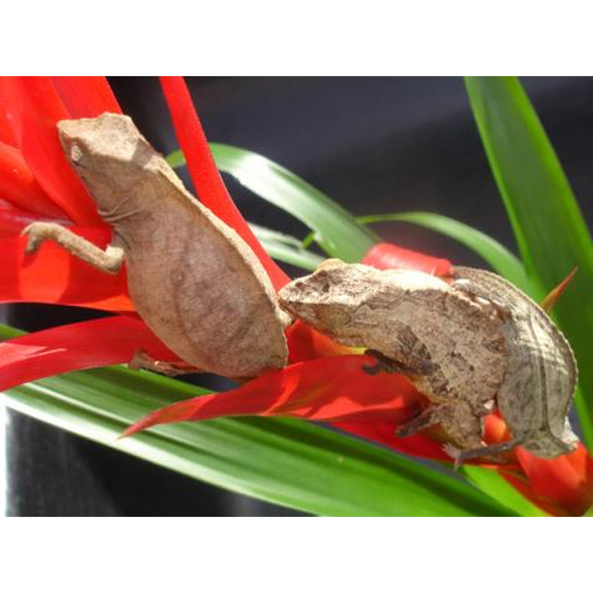 Two brown, leaf-mimicking insects perched on red flowers with green leaves.