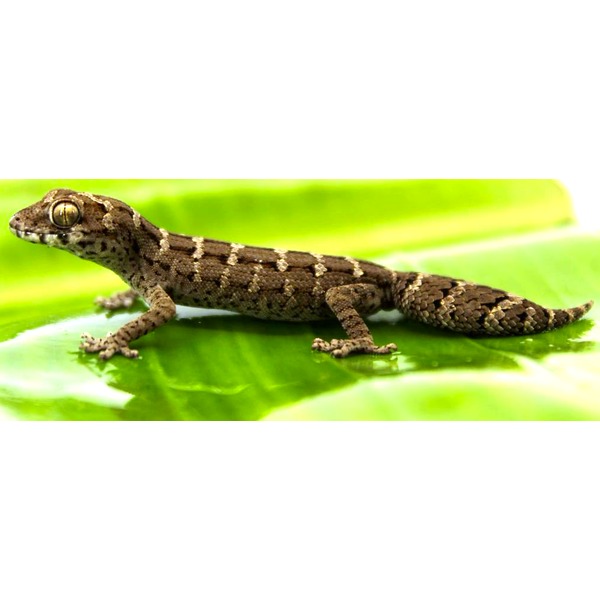 Brown patterned gecko with yellow eye perched on a glossy green leaf