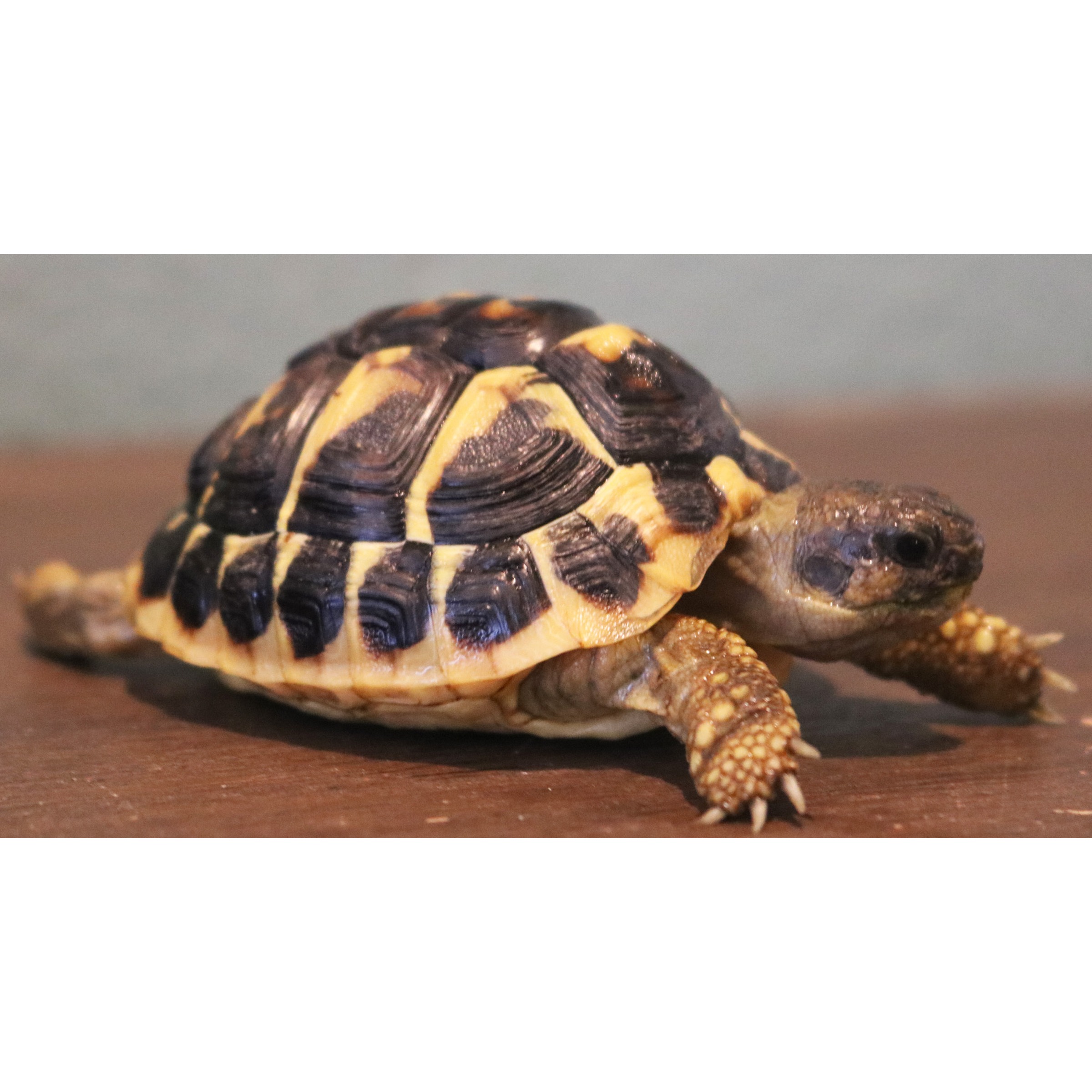 Tiny tortoise with a black-yellow patterned shell on a wooden surface, front legs visible.